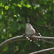 Ruby-throated Hummingbird, female, Cheepsen R:d, South Padre Island, Texas